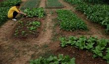 外婆家的菜园子