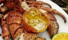 帕劳美味的椰子蟹