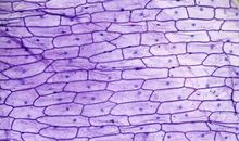 显微镜下的洋葱