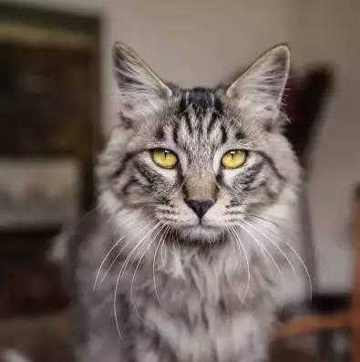 猫的小秘密