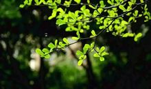 你是我心中最美的春天