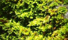 聆听大自然的劝告