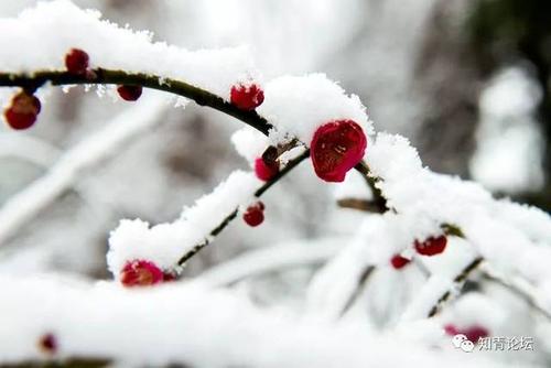 梅花站在雪中