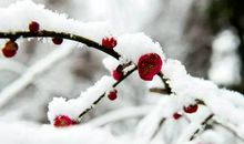 屹立在寒雪中的梅花