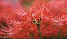 彼岸是一抹花开