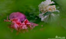 有一种美丽叫残缺