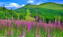 大自然里的春天