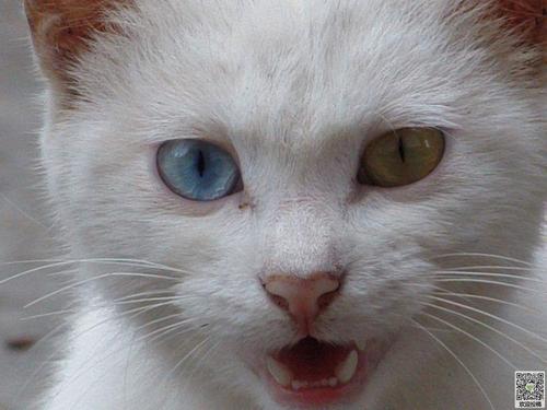 给我宠物猫的信