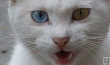 致我宠物猫的一封信