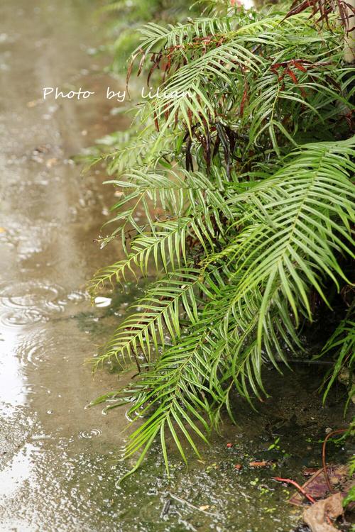 下雨感觉真好