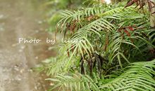 下雨的感觉真好