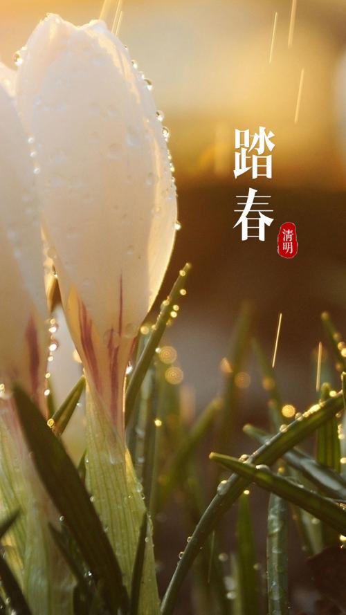春雨_550话