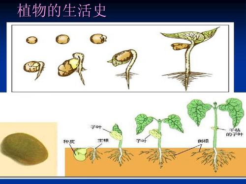 种子发芽的那一刻