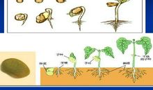 种子萌发的那一刻