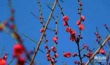 哦，那一丛梅花