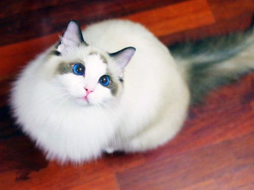 可爱的布偶猫