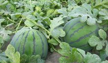 月球上的一亩地