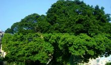 我是一颗大榕树