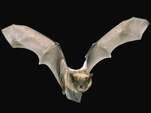 蝙蝠的奥秘
