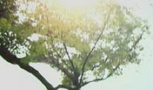 香樟树下的回忆