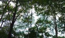 那人那树那条路