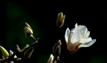 我发现了玉兰花的秘密