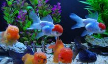 我喜欢的动物金鱼