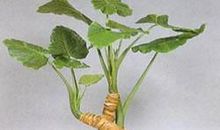 我家的滴水观音