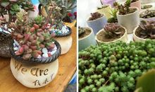 多肉值物给我的启示