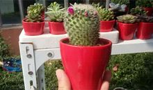 生命力顽强的仙人球