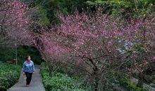 那段伴着春雨的日子