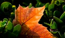 一片叶子的旅途