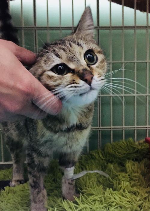 营救小猫
