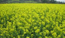 描写油菜花的作文