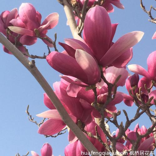 玉兰的秘密