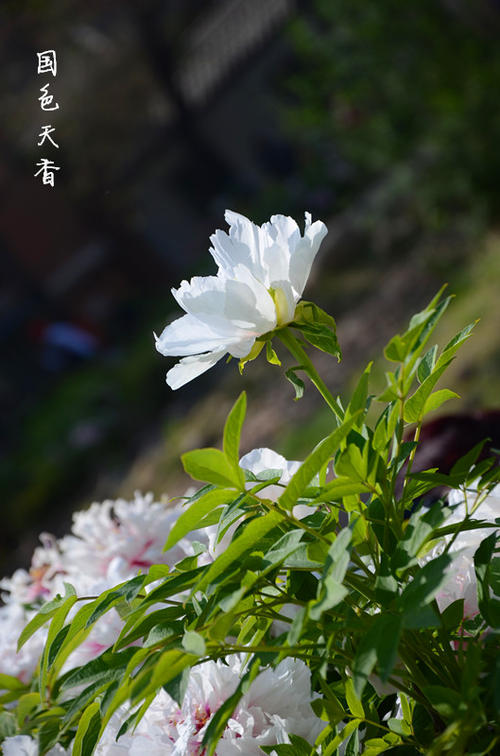 牡丹