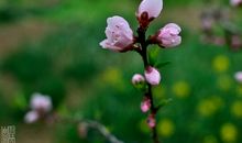 未曾辜负花下流年