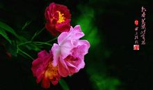 蔷薇不一样的芬芳