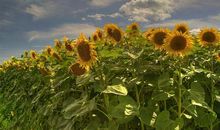 读遥远的向日葵地有感