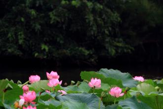 家乡的小莲花池