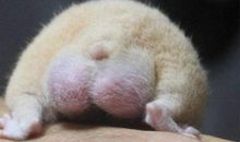 我发现了仓鼠的秘密