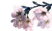 不觉春暮夏已至