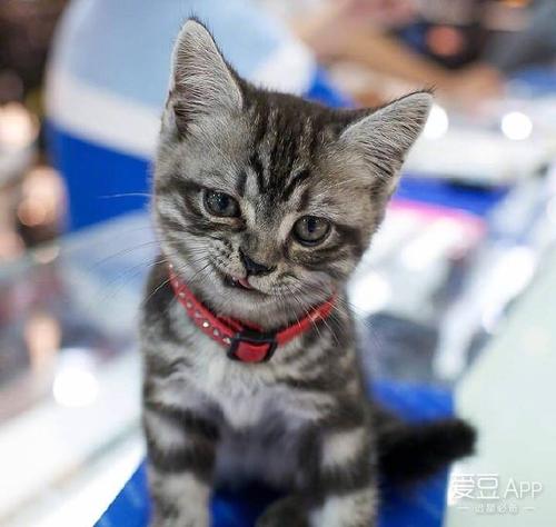 坏小猫