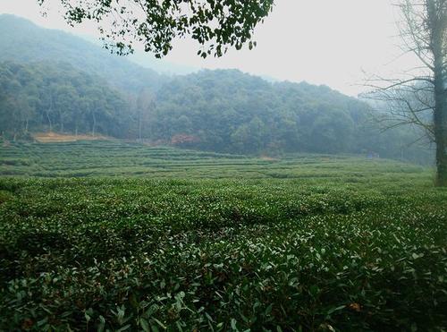 奶奶的茶园