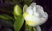 收藏记忆中的芬芳