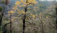 深秋那抹坚持的黄