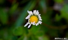 我有一颗思念的心