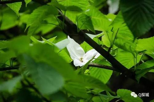 针线活的植物王国