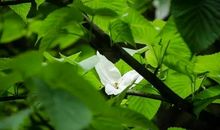 针线下的植物界