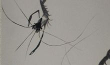 走进鱼儿的思想里